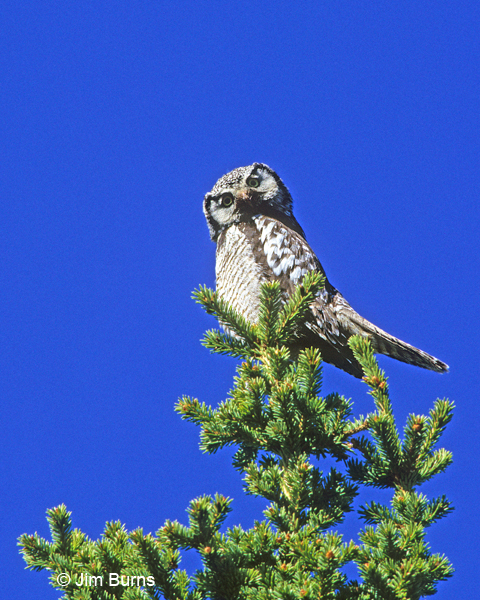Northern Hawk Owl teed up on pine
