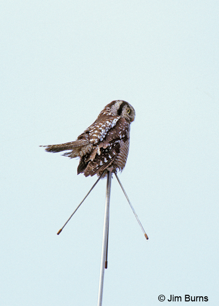 Northern Hawk Owl weather vane