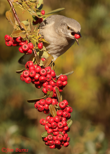 This Northern Mockingbird, another permanent resident, was photographed in Pyracantha in the Children's Garden and the image became our Christmas card one year.