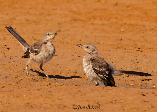 Northern Mockingbird fledgling siblings--7351