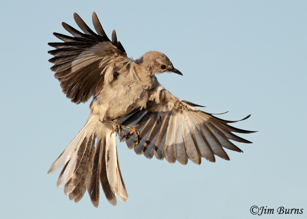 Northern Mockingbird juvenile--8197