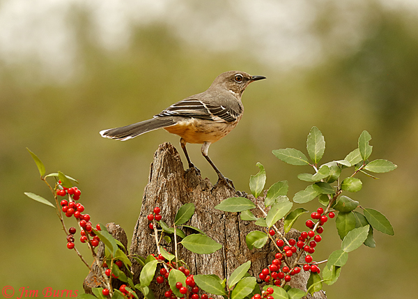 Northern Mockingbird juvenile with Yaupon berries--2746