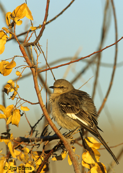 Northern Mockingbird with feathers puffed