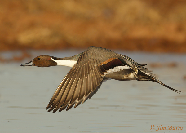 Northern Pintail male in flight close-up--1058