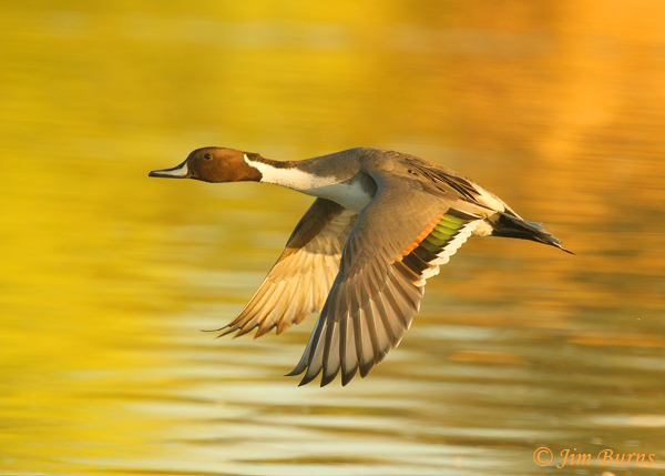 Northern Pintail male in flight--1572