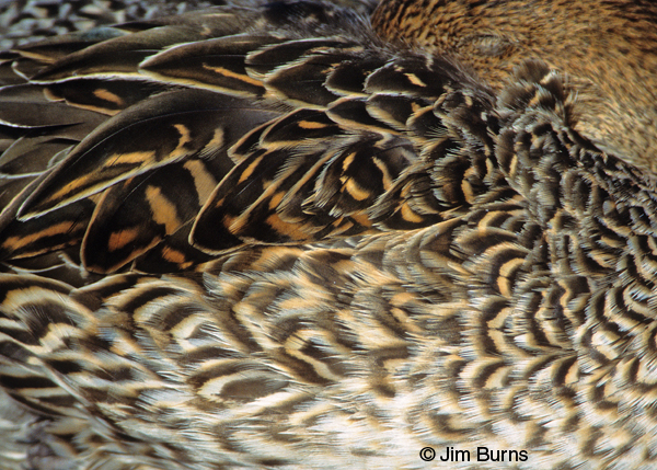 Northern Pintail female feather detail