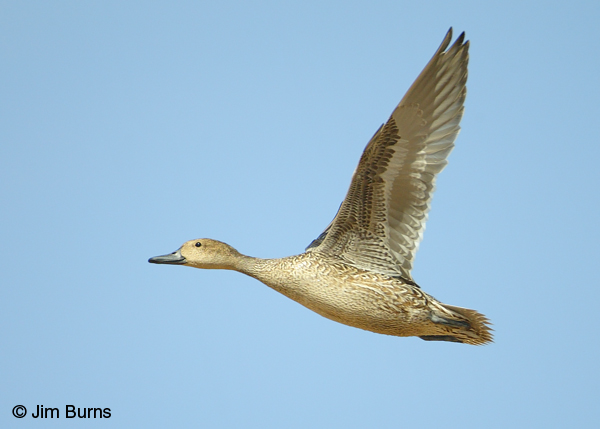 Northern Pintail female in flight
