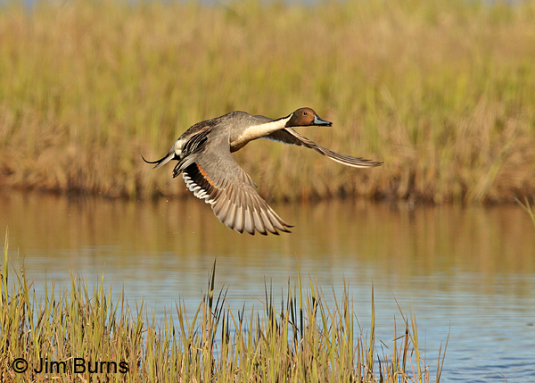 Northern Pintail male over marsh