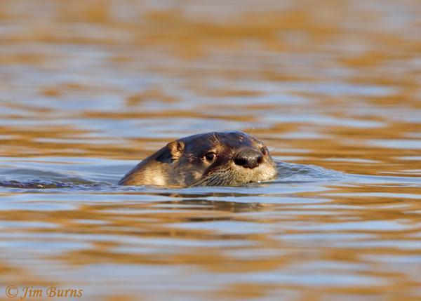 Northern River Otter, Arizona--4637