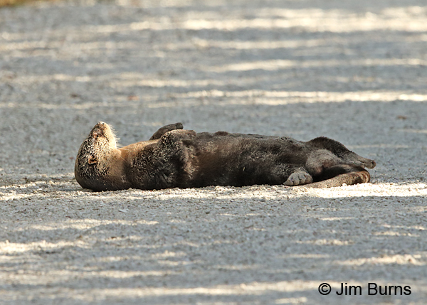 Northern River Otter rolling in gravel