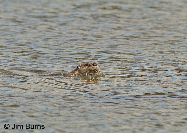Northern River Otter swimming