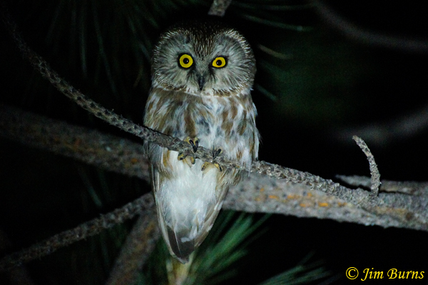 Northern Saw-whet Owl at night--238