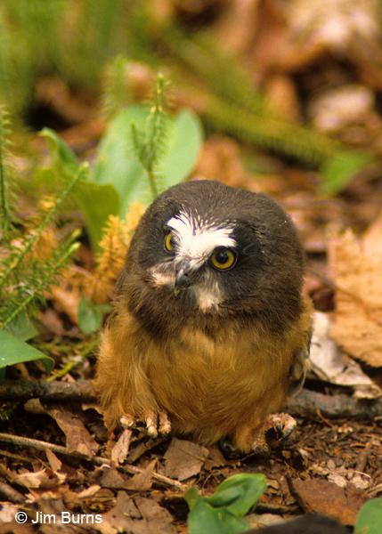 Norhtern Saw-whet Owl fledgling