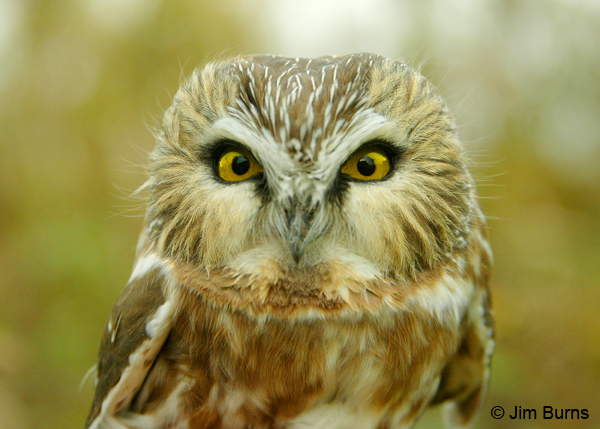 Northern Saw-whet Owl head shot