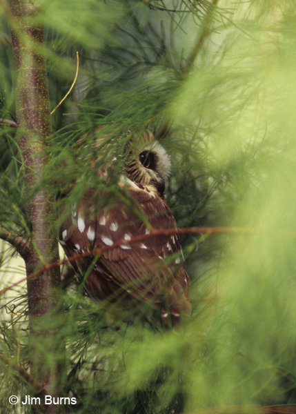 A Northern Saw-whet Owl famously spent a winter roosting in tamarisk along Queen Creek.