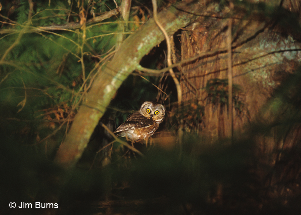Northern Saw-whet Owl in red cave