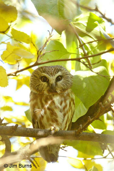 Northern Saw-whet Owl in tree