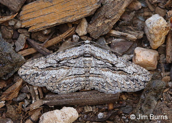 Oblique Looper Moth, Arizona