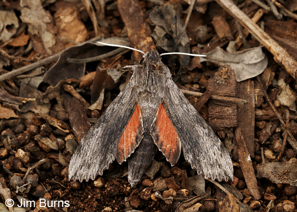 Obscure Sphinx Moth male, Arizona