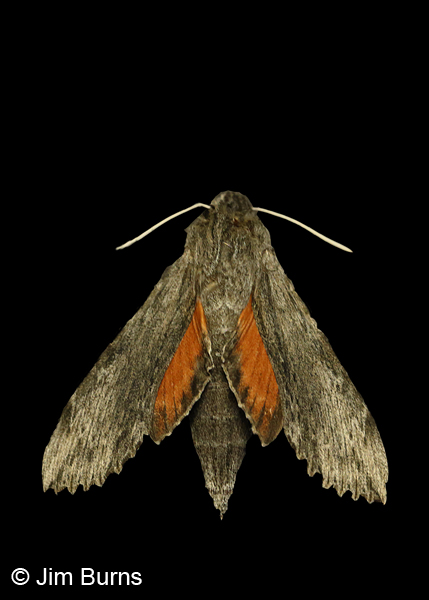 Obscure Sphinx moth on black, Arizona