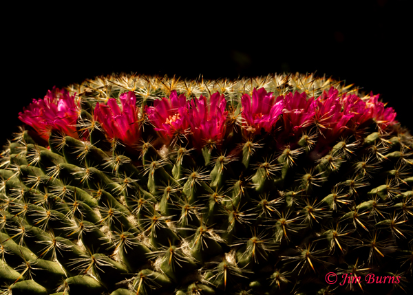 Old Lady Cactus, Arizona--1149