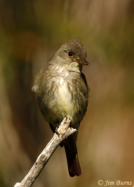 Olive-sided Flycatcher feathers blowing on a windy day--3759
