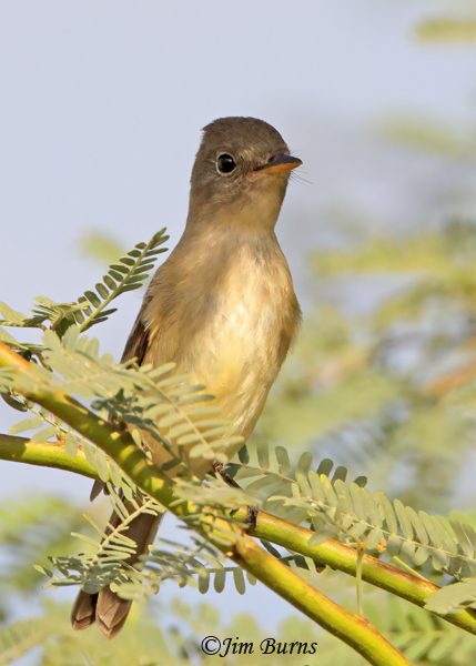 Olive-sided Flycatcher fall adult in Mesquite--7212