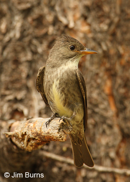 Olive-sided Flycatcher in Ponderosa Pine
