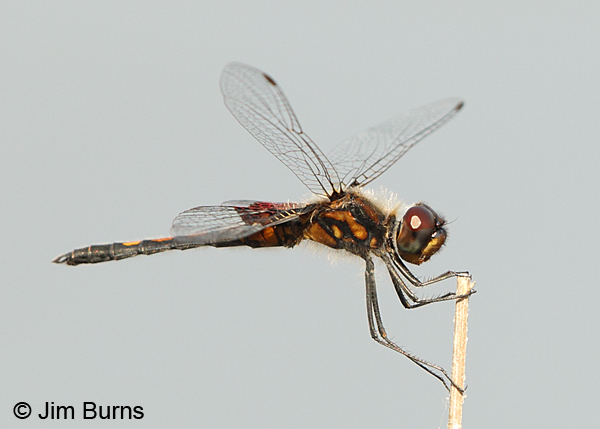 Ornate Pennant male, Chesterfield Co., SC, May 2014