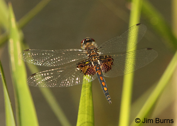 Ornate Pennant male dorsal view, Chesterfield Co., SC, May 2014