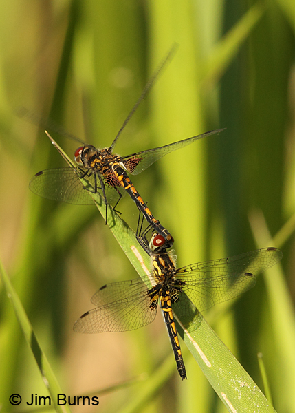 Ornate Pennant pair in tandem, Horry Co., SC, May 2014
