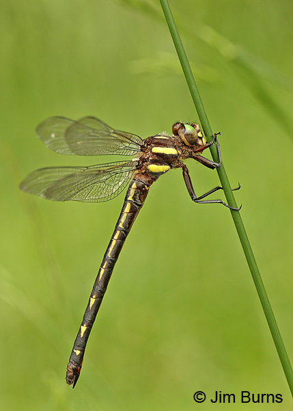 Ouachita Spiketail female, Montgomery Co., AR, May 2015