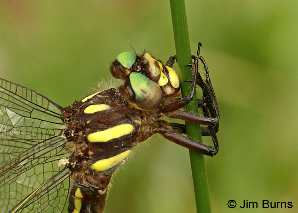 Ouachita Spiketail female face and thorax shot, Montgomery Co., AR, May 2015