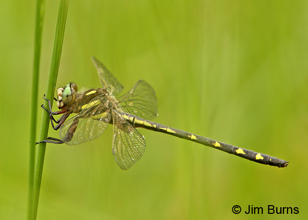 Ouachita Spiketail male, Montgomery Co., AR, May 2015