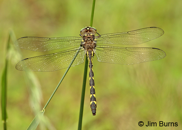 Ouachita Spiketail male dorsal view, Montgomery Co., AR, May 2015