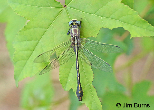 Ozark Clubtail male dorsal view, Montgomery Co., AR, May 2015