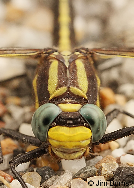 Ozark Clubtail male face shot, Montgomery Co., AR, May 2013