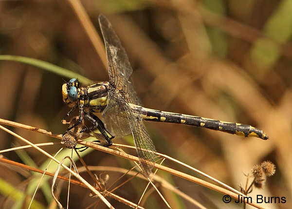 Pacific Clubtail female, Lane Co., OR, July 2013