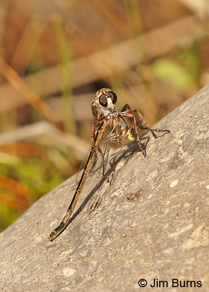 Pacific Forktail female in clutches of robber fly, Cochise Co., AZ, July 2013