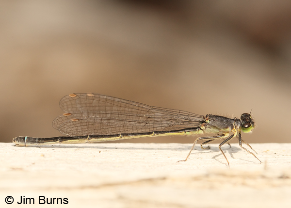 Pacific Forktail mature female, Klamath Co., OR, July 2013