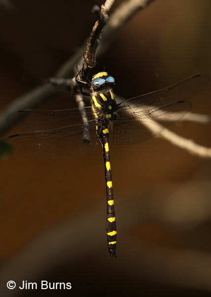 Pacific Spiketail male dorsolateral view, Jackson Co., OR, July 2013