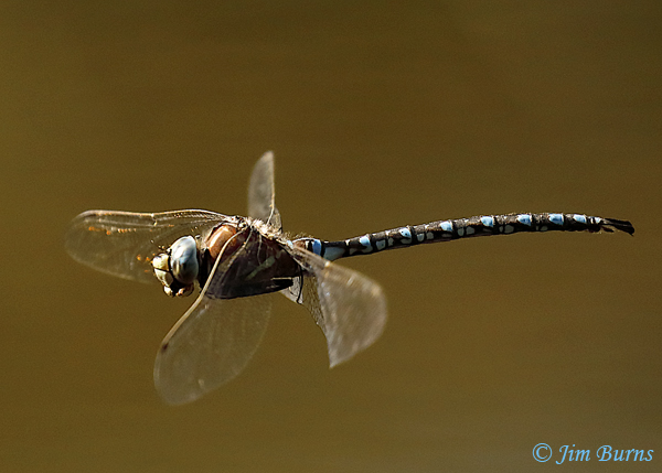 Paddle-tailed Darner male #2, Apache Co., AZ, August 2020--5111