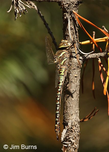Paddle-tailed Darner female, Klamath Co., OR, August 2015