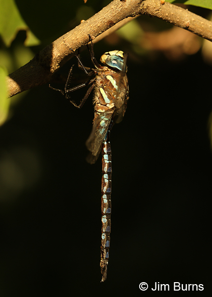 Paddle-tailed Darner male, Klamath Co., OR, August 2015