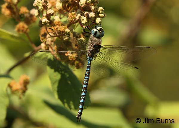 Paddle-tailed Darner male, Klamath Co., OR, August 2015