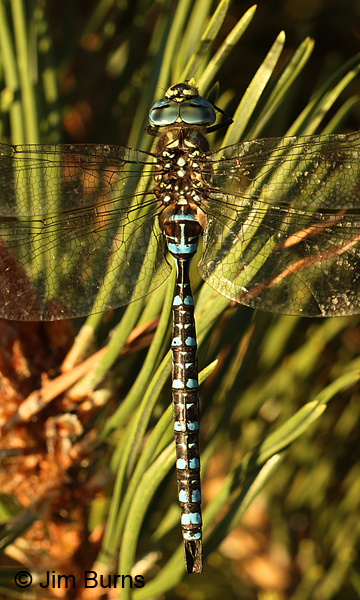 Paddle-tailed Darner male dorsal view, Deschutes Co., OR, August 2015