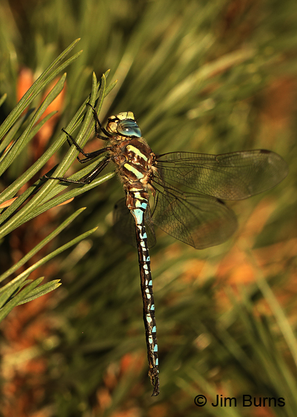 Paddle-tailed Darner male hanging in pine, Deschutes Co., OR, August 2015