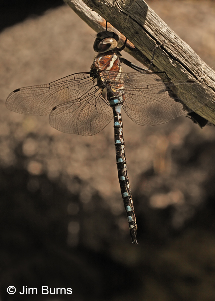 Paddle-tailed Darner male showing notched thorax stripe, Deschutes Co., OR, July 2013