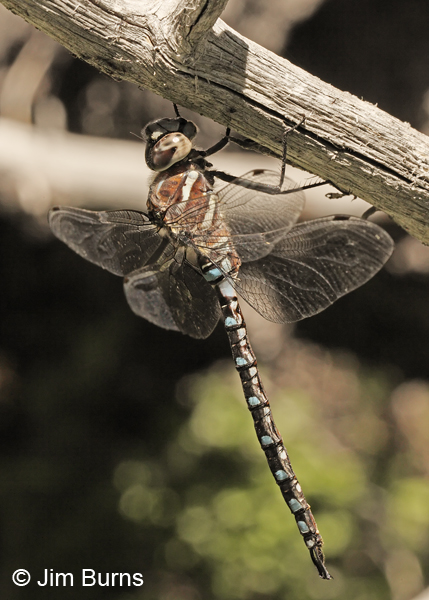 Paddle-tailed Darner male, Deschutes Co., OR, July 2013
