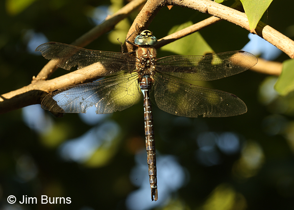 Paddle-tailed Darner male dorsal view, Klamath Co., OR, August 2015
